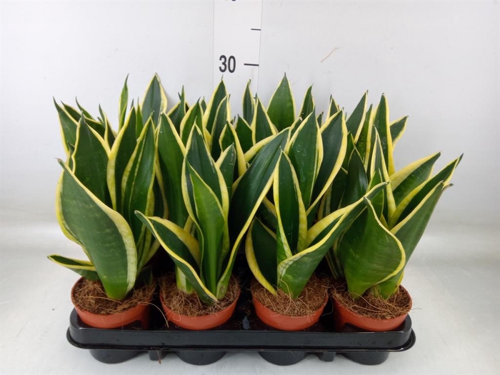 <h4>Sansevieria trifa. 'Black Gold'</h4>