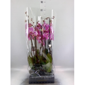 Phalaenopsis  'Ismaeli'