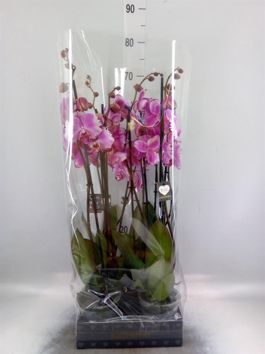<h4>Phalaenopsis 'Ismaeli'</h4>