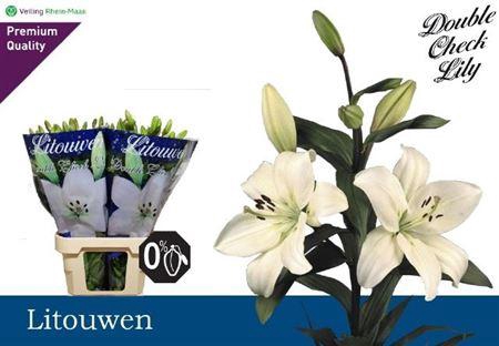 <h4>Li La Litouwen</h4>