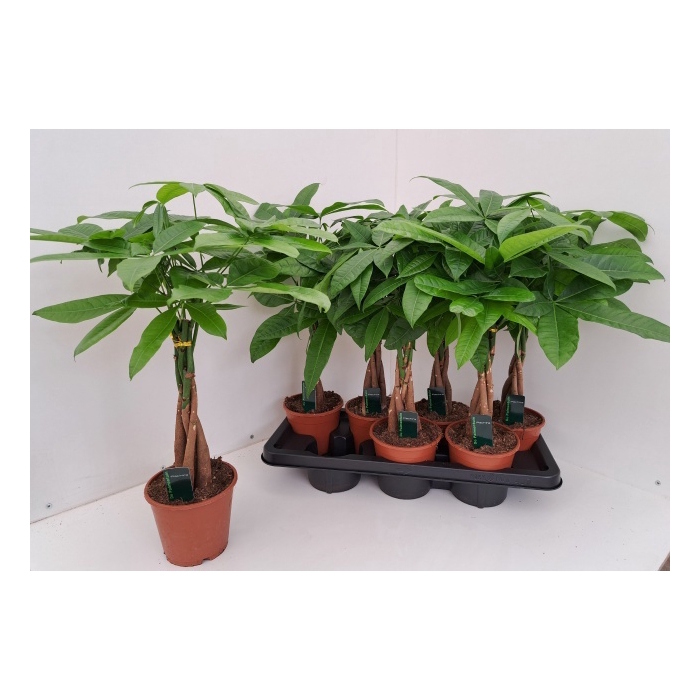 <h4>Pachira aquatica 14Ø 55cm</h4>