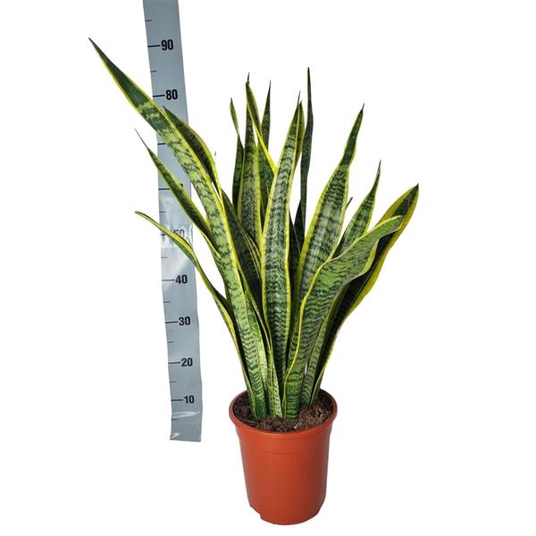 <h4>Sansevieria Laurentii 21 cm</h4>