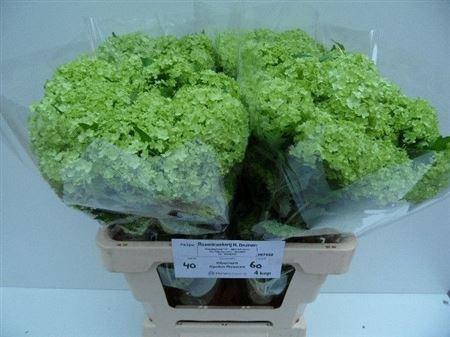 <h4>Viburnum Roseum St</h4>