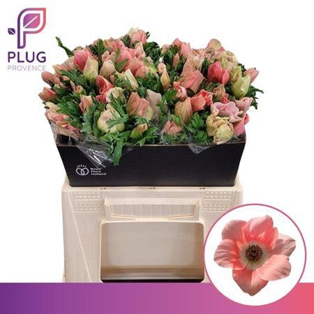 <h4>Anemone Mistral + Fushia</h4>