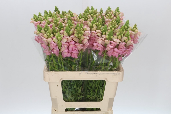 <h4>Antirrhinum Potomac Early Pink</h4>