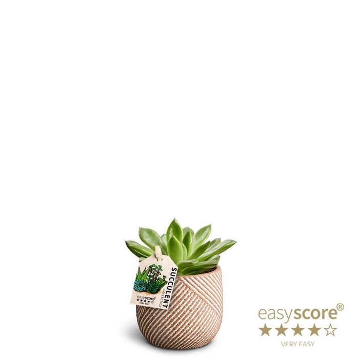 <h4>ECHEVERIA AGAVOIDES</h4>