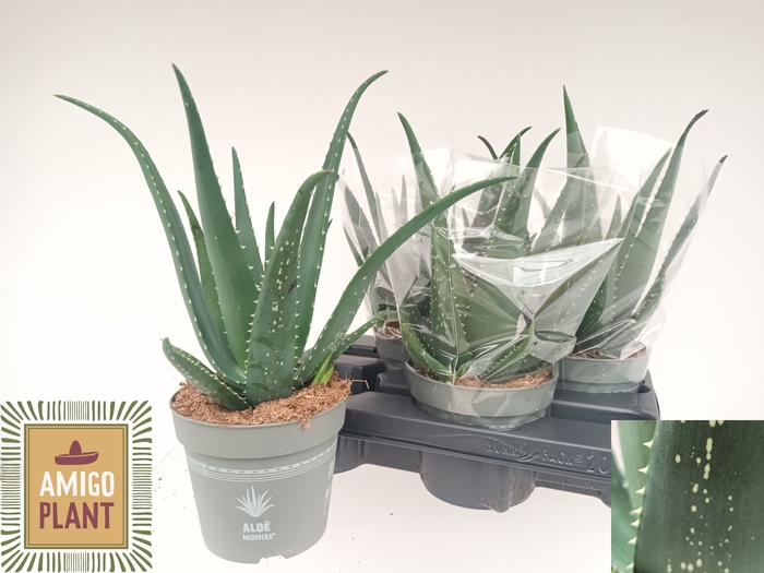 <h4>ALOE VERA</h4>