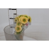 GERBERA BOLERO LINERLINER < 050 CM < 10 CM DIAM