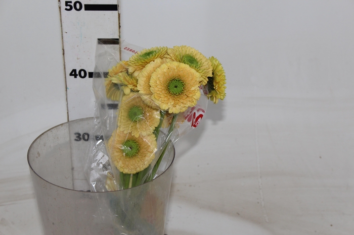 GERBERA BOLERO LINERLINER < 050 CM < 10 CM DIAM