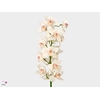 Cymbidium Mrs Sugar Lee 80 cm Super