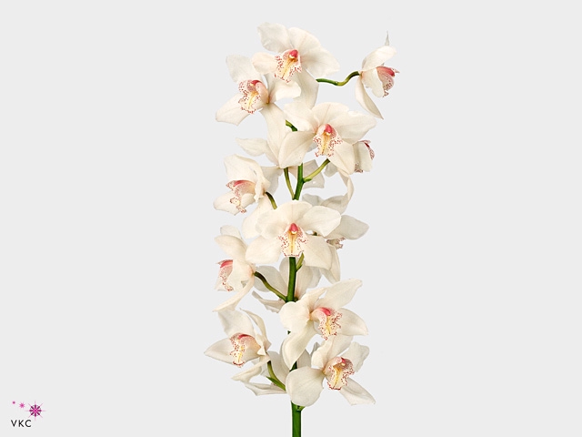 Cymbidium Mrs Sugar Lee 60 cm X2