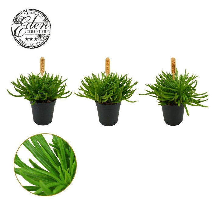 <h4>Senecio Himalaya, 5,5cm</h4>