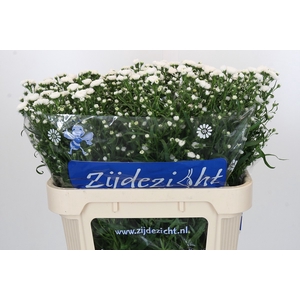 Aster Cassy