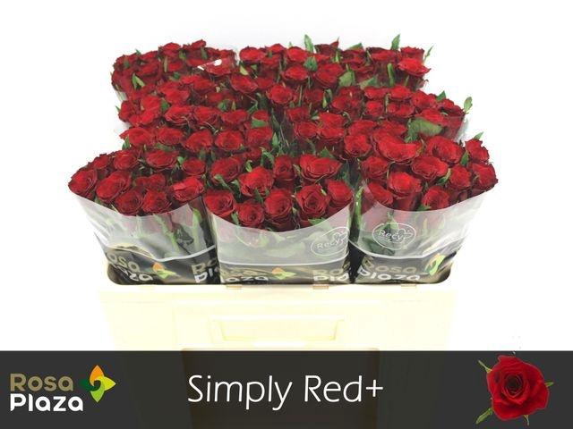 <h4>R GR SIMPLY RED+</h4>