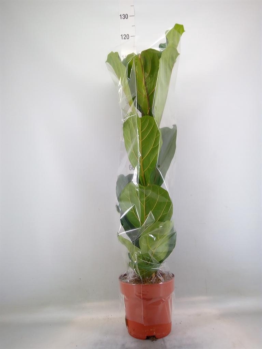 <h4>Ficus lyrata</h4>