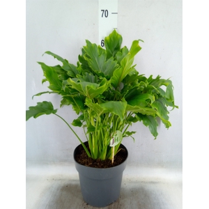 Philodendron bipinn. 'Little Hope'