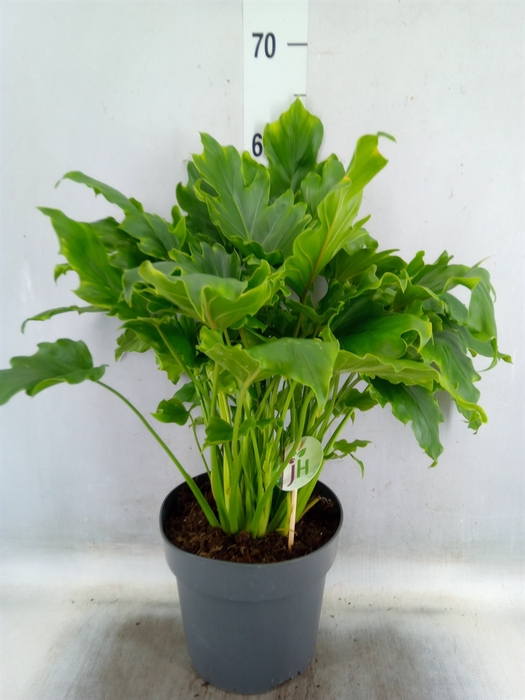 <h4>Philodendron bipinn. 'Little Hope'</h4>