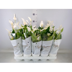 Anthurium andr.   ...