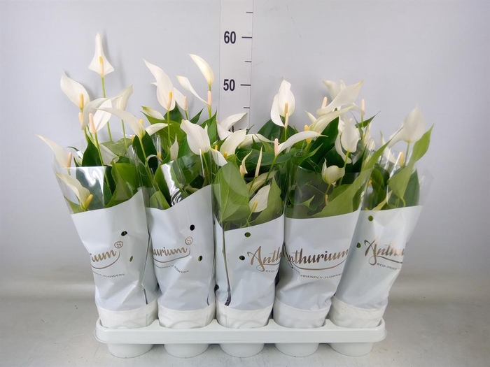 <h4>Anthurium andr. ...</h4>