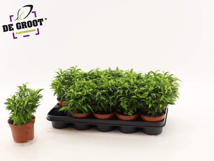 <h4>FIC BE NATASJA</h4>