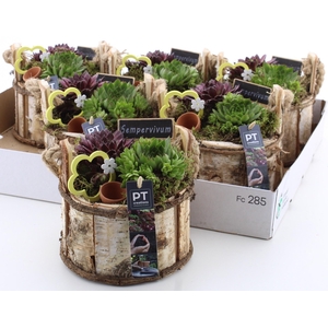 ARR SEMPERVIVUM