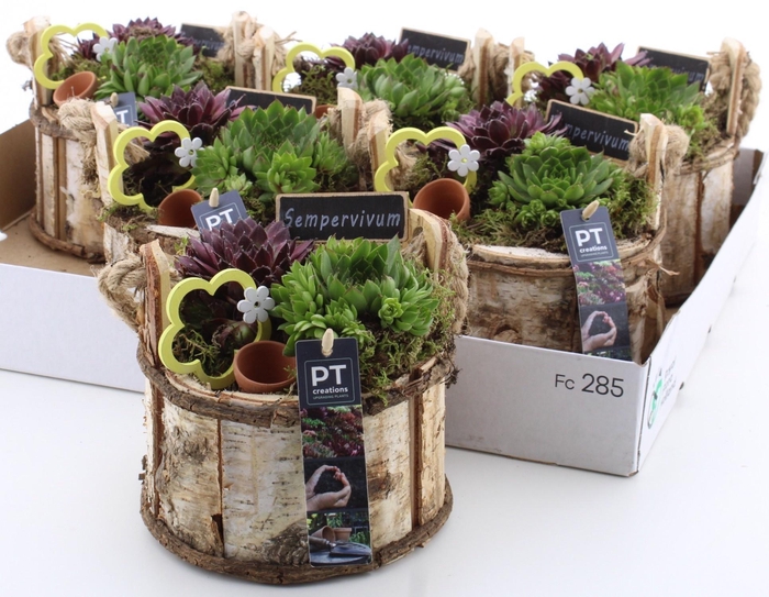 <h4>ARR SEMPERVIVUM</h4>