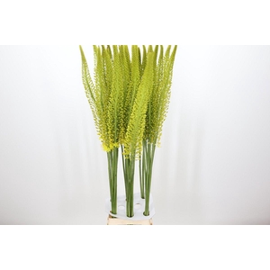 Eremurus Yellow King