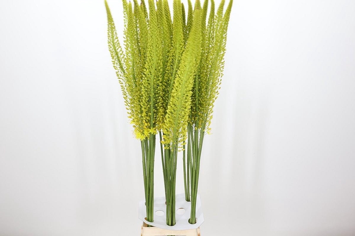 <h4>Eremurus Yellow King</h4>