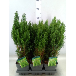 Chamaecyparis laws. 'Ellwoodii'