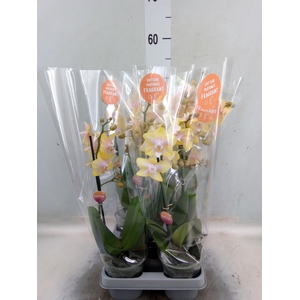 Phalaenopsis  'Bolgheri Lemon'