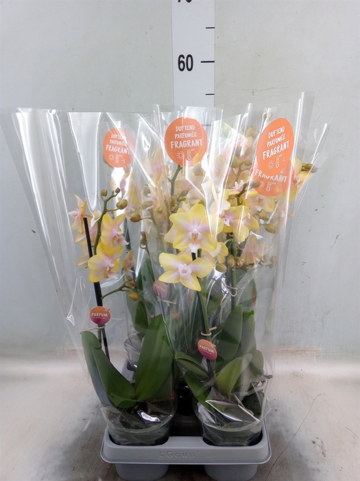 <h4>Phalaenopsis  'Bolgheri Lemon'</h4>