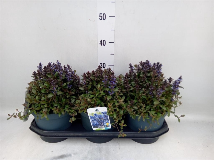 <h4>Ajuga reptans   ...</h4>
