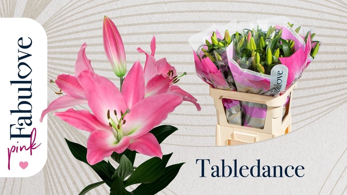 <h4>LI OT TABLEDANCE</h4>