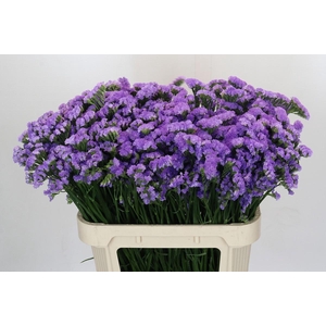 Limonium Martin Blue