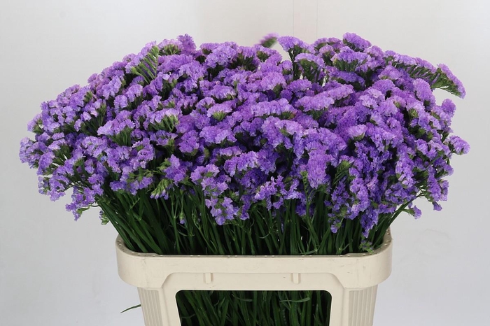 <h4>Limonium Martin Blue</h4>