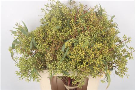 <h4>Euca Exotica Berry 60cm P Bunch</h4>