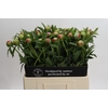 Paeonia Coral Charm