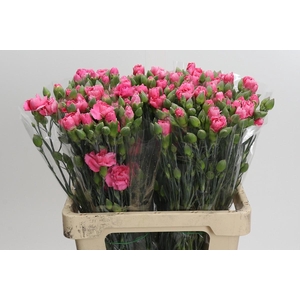 Dianthus Sp Yongo Cerise