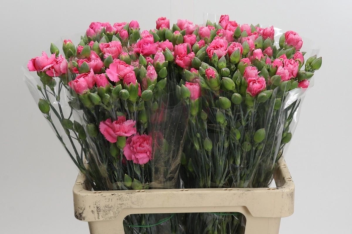 Dianthus Sp Yongo Cerise