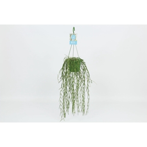HangonGreen Hoya Linearis 14 cm
