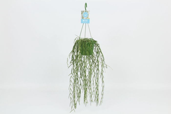 <h4>HangonGreen Hoya Linearis 14 cm</h4>