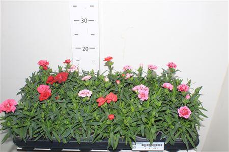 <h4>Dian Osc Gem</h4>