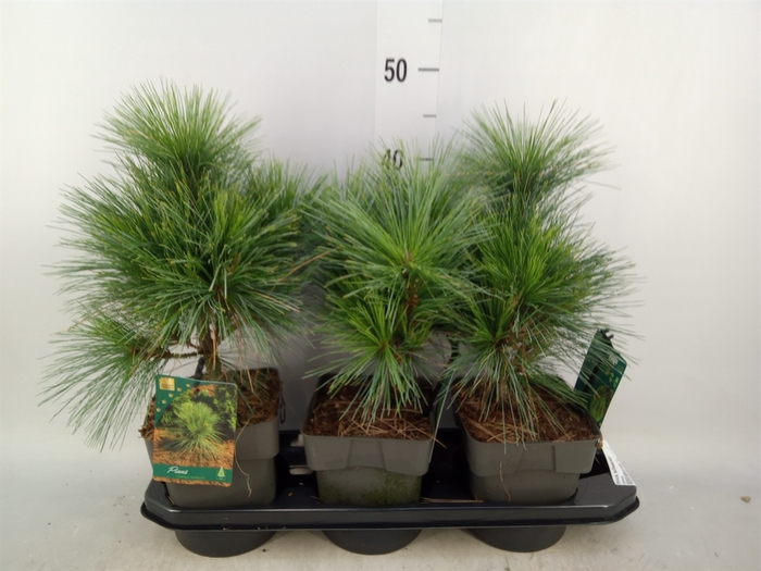 <h4>Pinus schwerinii</h4>