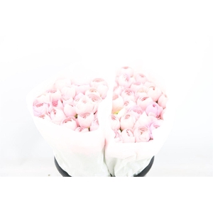 Ran Cloni Ex Lady Hanoi Pink