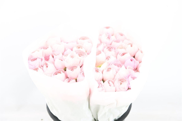 <h4>Ran Cloni Ex Lady Hanoi Pink</h4>