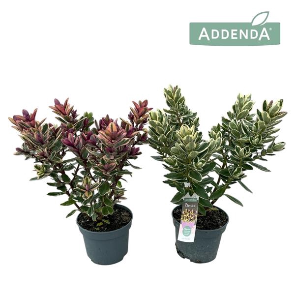 <h4>Hebe Addenda mélangé dans pot</h4>
