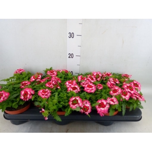 Verbena  'Drums Red Shades'