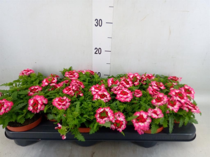 <h4>Verbena  'Drums Red Shades'</h4>