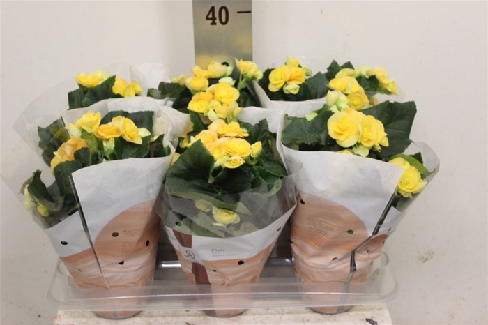 <h4>Begonia Nadine P14 Dolc'amore(r) F</h4>
