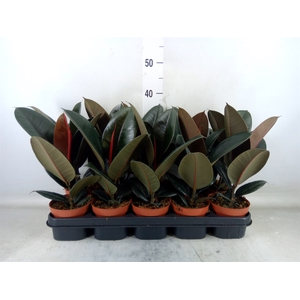 Ficus elastica 'Abidjan'